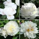 Rare BELLFARM Chinese Peony Mixed 4 Types Fully White Double Petals Flowers, 5 Seeds