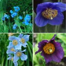 Rare BELLFARM Mixed 4 Types Corn Poppy Blue Sky Blue Purple 100 Seeds