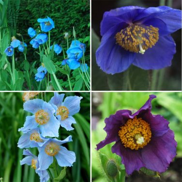 Rare BELLFARM Mixed 4 Types Corn Poppy Blue Sky Blue Purple 100 Seeds