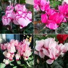 Rare BELLFARM Cyclamen Mixed 4 Colors Pink Light Pink