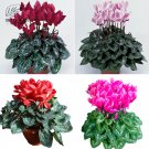 Rare BELLFARM Cyclamen Purplish Red Light Purple Rose Red Rose Purple Mixed 4 Types 5 Seeds