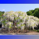 Rare 100% True Variety White Wisteria Flower Woody Plant Seeds