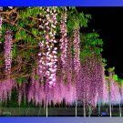 Rare 100% Ture Heirloom Pink Wisteria Flower Seeds, Professional Pack, 100 Seeds / Pack