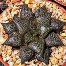 Rare BELLFARM Haworthia marxii 'GM605' Bonsai Succulent Seeds, 5pcs