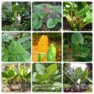 Rare Heirloom Alocasia Macrorrhiza Green Giant Taro Indoor Plant Seeds 12 Seeds / Pack,