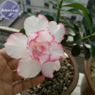 Rare BELLFARM 'Pink Lover' Water Pink White Desert Rose Adenium with rose pink edge, 2 seeds