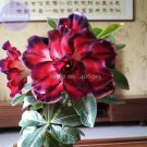 Rare BELLFARM Tri-color Double Adenium, 2 Seeds, black outer petal red middle part with white