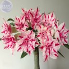 Rare BELLFARM 'Feng Wu' Double Adenium Desert Rose, 2 Seeds