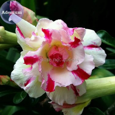 Rare BELLFARM Four-color Double Adenium Desert Rose, 2 Seeds, light yellow outer petals with red