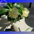 Rare BELLFARM 'Golden Years' Double Desert Rose Adenium, 2 Seeds