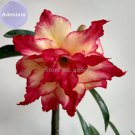 Rare BELLFARM 4-layer Red Yellow Adenium, 2 Seeds, red outer edge with yellow interior on one petal