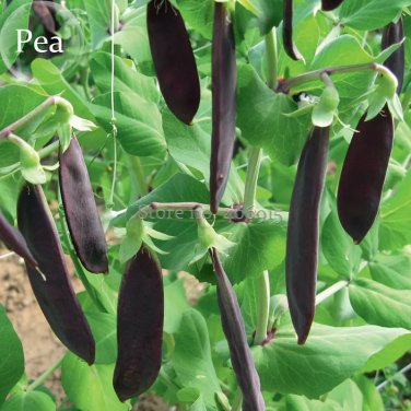 Rare Heirloom Black Big Pea, 5 seeds, delicious healthy nutritious