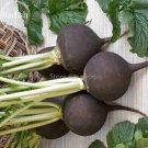 Rare Heirloom Rare Black Small Fruit Radish with White meat, 100 seeds