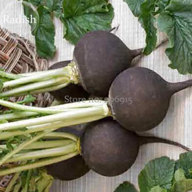 Rare Heirloom Rare Black Small Fruit Radish with White meat, 100 seeds