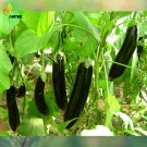 Rare Black Eggplant, Professional Pack, 200 Seeds, large organic
