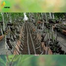 Rare 'Black Onyx' Tomato, Professional Pack, 500 Seeds