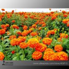 Rare Mixed Chrysanthemum Seeds Perennial Flowering Rose Pink Orange Yellow Red Marigold Seeds