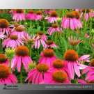 Rare 'May Jay' Red Purple Coneflower Echinacea purpurea Flower Seeds, Professional Pack, 100 Seeds