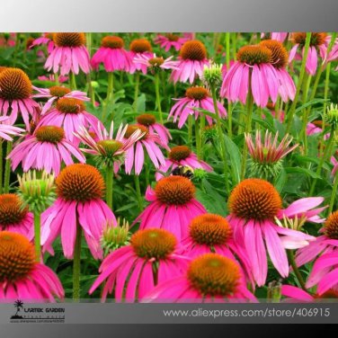 Rare 'May Jay' Red Purple Coneflower Echinacea purpurea Flower Seeds, Professional Pack, 100 Seeds