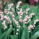 Rare  'Feng Die' Pink Lily of the valley Convallaria majalis Perennial Flower 50 Seeds