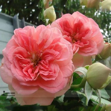 Rare Double Pink F1 Flower Seeds, Professional Pack, 50 Seeds / Pack