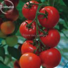 Rare Solanum lycopersicum L. Tomato 'Shirley' F1 Hybrid, 100 seeds