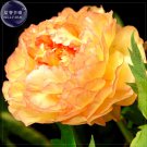 Rare BELLFARM Golden Yellow Peony Tree Flower Seeds, Professional Pack, 5 Seeds