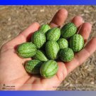 Rare BELLFARM Heirloom Mouse Melon Sandiita Cucamelon Melothria Scabra 5 Seed