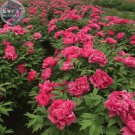 Rare BELLFARM Flower King Pink Red Peony 5 Seed