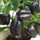 Rare Heirloom Black Giant Sweet Bell Pepper 50 seeds