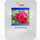Rare 'Red Flag Fly' Tree Peony Strong Fragrant Flower Seeds, Professional Pack, 5 Seeds