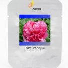 Rare Heirloom 'Jin Zhang Fu Rong' Big Red Peony Tree Seeds, Professional Pack, 5 Seeds