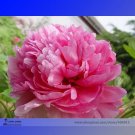 Rare Heirloom 'Ping Shi Yan' Large Red Tree Peony Flower Seeds, Professional Pack, 5 Seeds