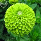 Rare Zinnia Dahlia Giant Lime Queen Zinnia Elegans, Professional Pack, 50 Seeds