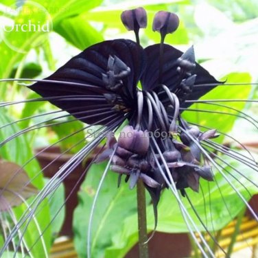 Rare Cat Face Beard' Black Orchid Perennial Flowers, 10 seeds