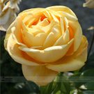 Rare Yellow Rose Flower Seeds, Professional Pack, 50 Seeds / Pack