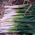 Rare 1000 Seeds Chinese Green Onion Fresh Vegetables Welsh Onion Scallion Seeds
