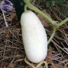 Rare Acid White Wonder Cucumber Seeds, 50 Seeds