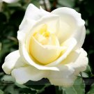 Rare 1 Professional Pack, 50 seeds / pack, New White Rose Shrub Flower Seeds