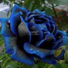 Rare BELLFARM New Midnight Supreme Dark Blue Rose Bush Flower Seeds, 1 Professional Pack, 50 seeds