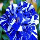 Rare 1 Professional pack, 380 seeds / pack, BLUE STRIPE ROSE