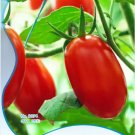 Rare Auhui Bright Red Cherry Tomato Organic Seeds, Original Pack, 35 Seeds