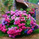 Rare Vanilla Strawberry Hydrangea Flower 100 Seed