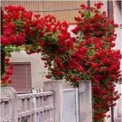 Rare 1 Professional Pack, 100 Seeds / Pack, Rare Red Climbing Rose Seeds