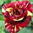 Rare Beautiful Meteor Shower Rose Seeds, Professional Pack, 50 Seeds