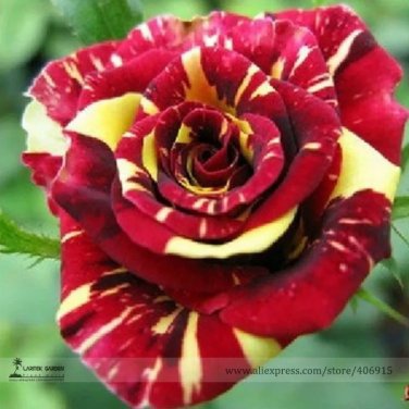 Rare Beautiful Meteor Shower Rose Seeds, Professional Pack, 50 Seeds