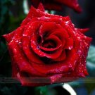 Rare Strong Fragrant Red Rose Flower Seeds, Professional Pack, 50 Seeds