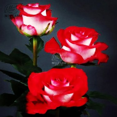 Rare Popular 'Music Star' Fragrant Rose Bush Bonsai Cut Flower Seeds, 50pcs