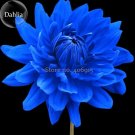 Rare Blue Dahlia Flower Seeds, 50 Seeds, beautiful outdoor garden plants seeds