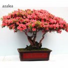 Rare 100% Genuine Rose Pink Bonsai Azaleas Rhododendron, 50 Seeds